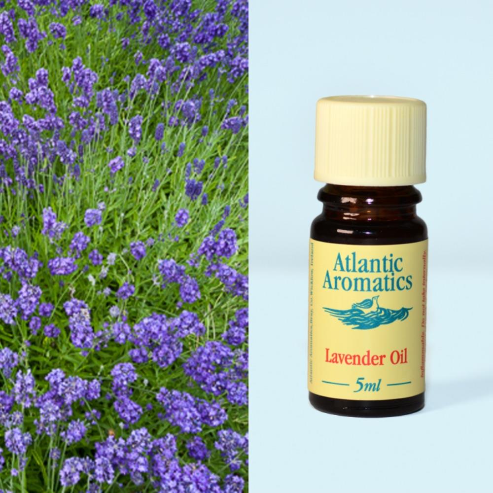 Atlantic Aromatic Lavender Oil 5ml - Horans Healthstore