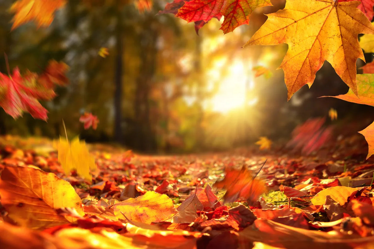 What are the Best Supplements for the Autumn & Winter seasons - Horans Healthstore